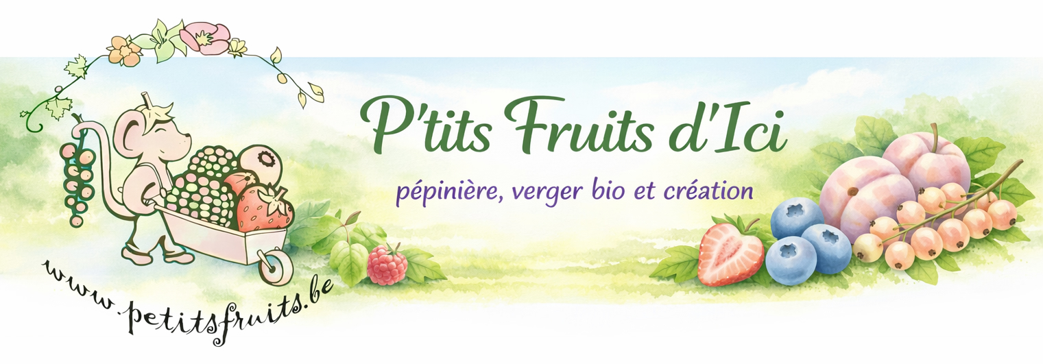 P'tits Fruits d'ici Péinière, verger bio et création